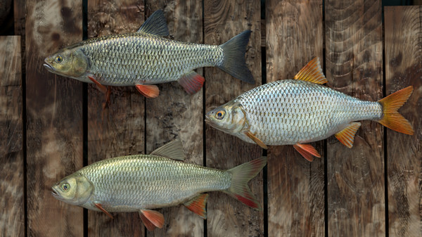Professional Fishing gameplay screenshot